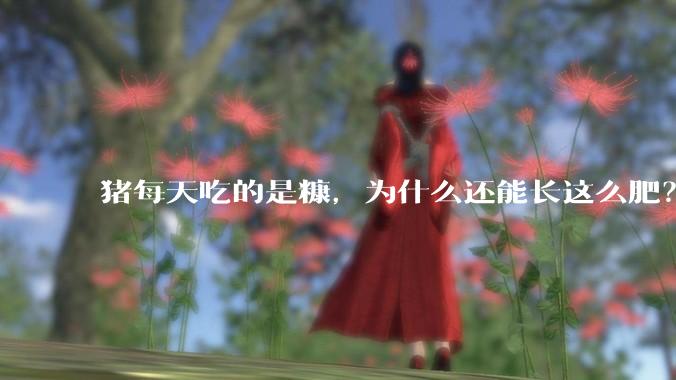 猪每天吃的是糠，为什么还能长这么肥？
